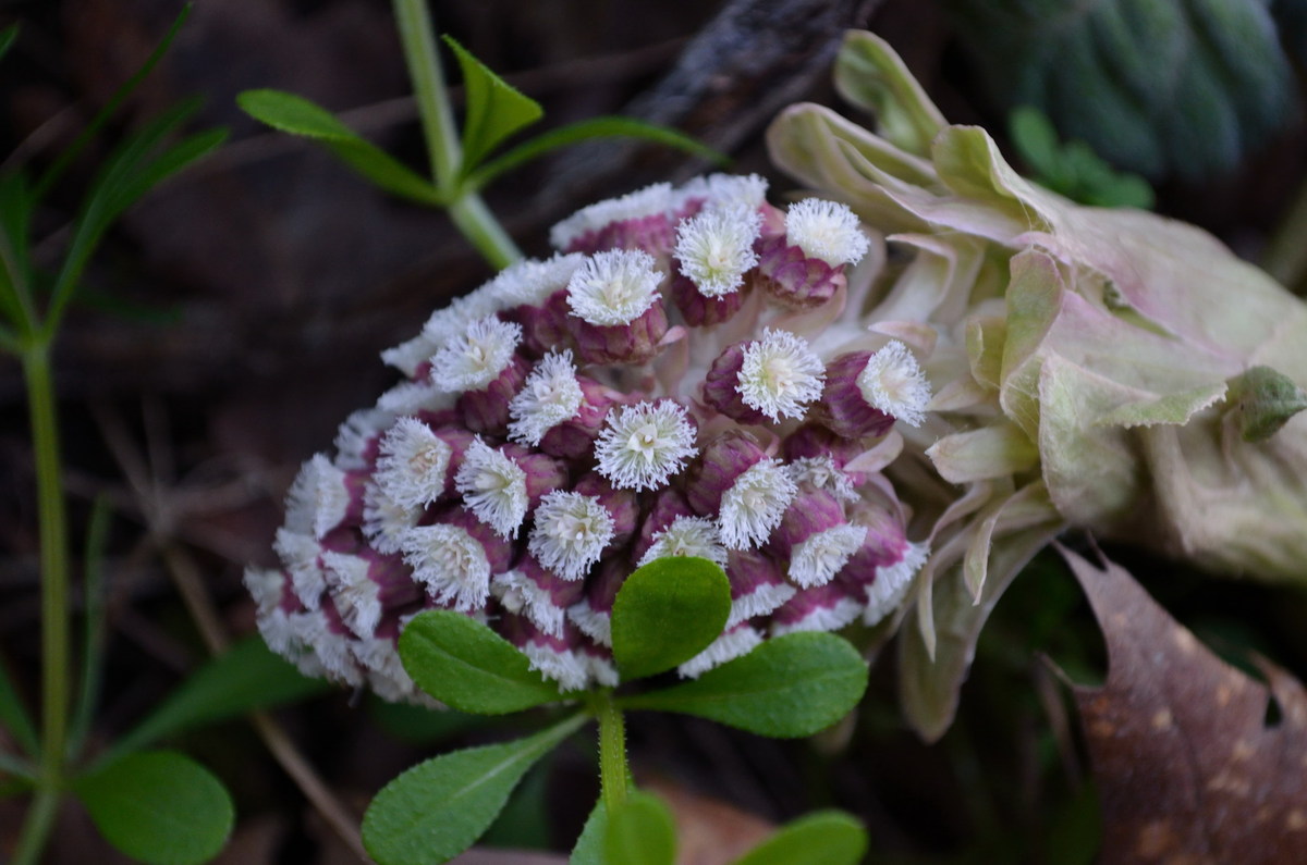 Welche Pflanze ist das??