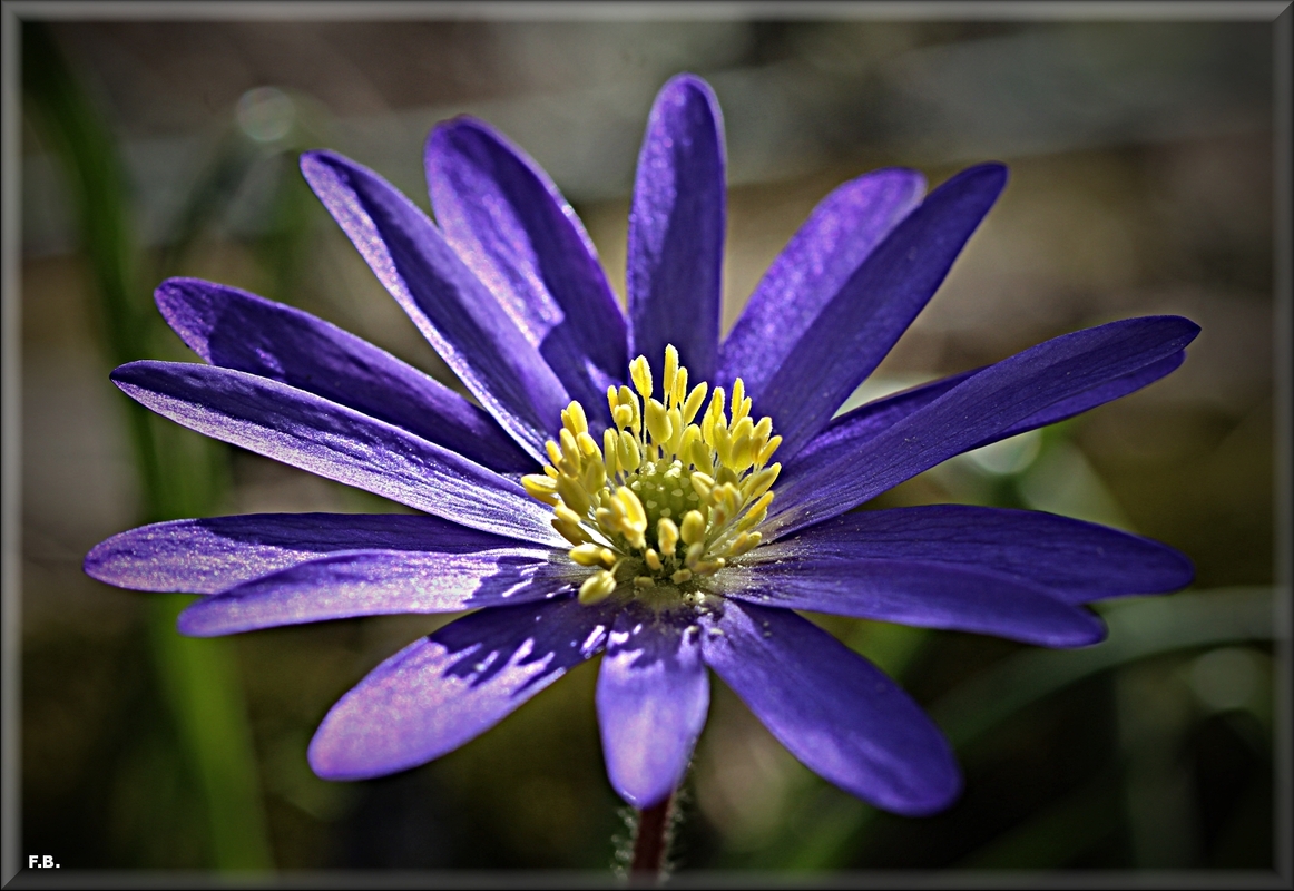 Anemone
