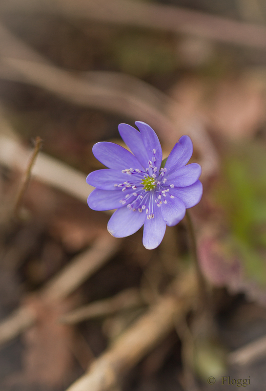 Leberblümchen3
