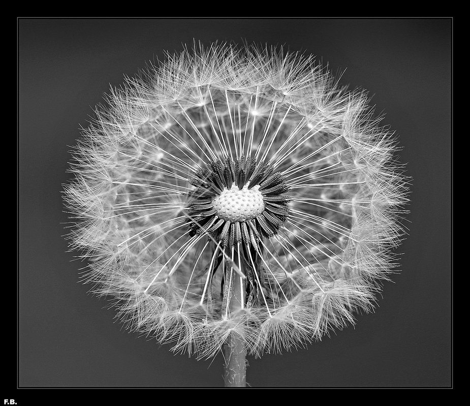 Pusteblume