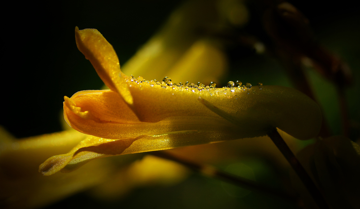 Morgentau auf Lerchensporn