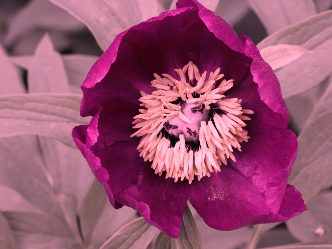 Farbe oder SW