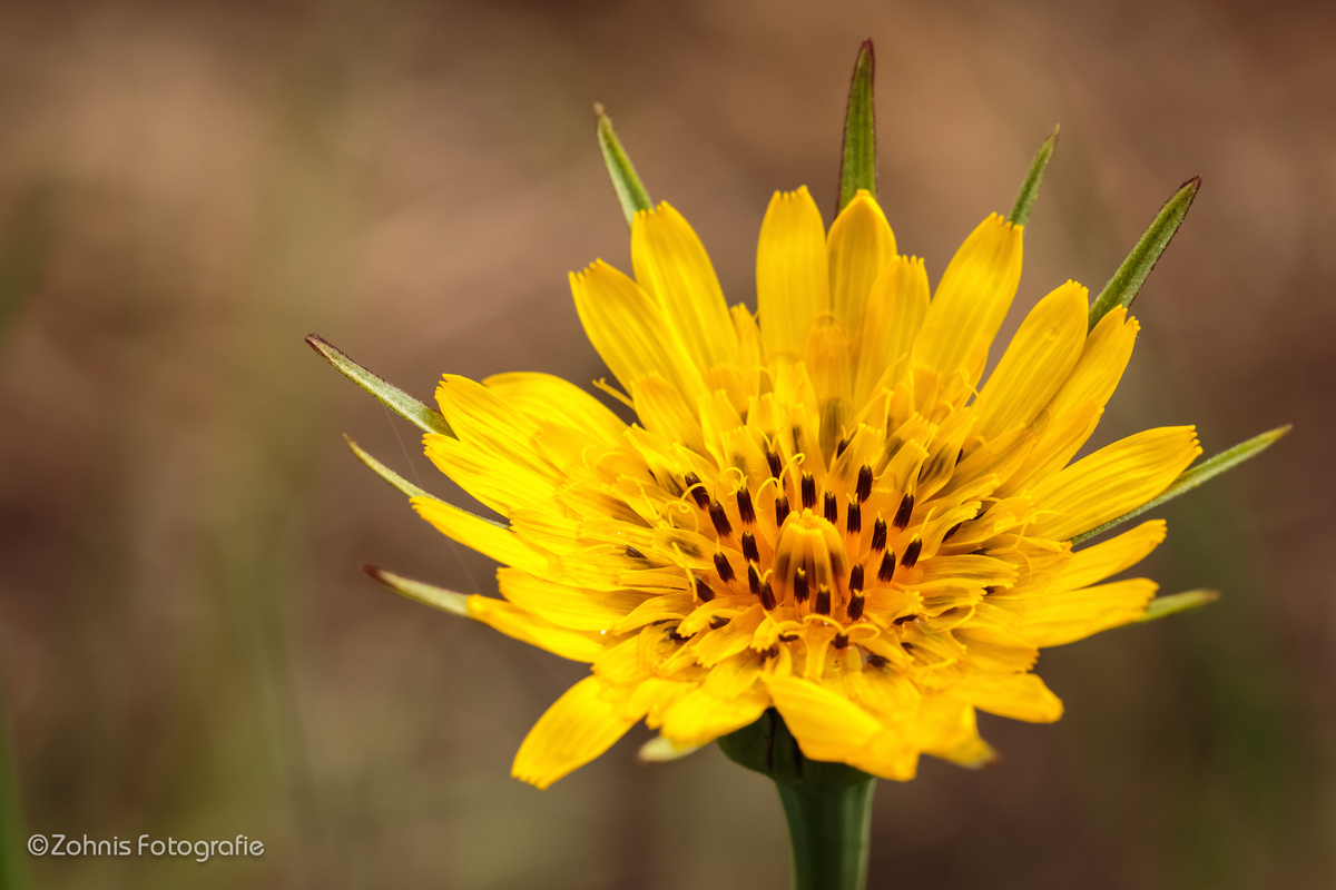 Wiesen-Bocksbart (Tragopogon pratensis)