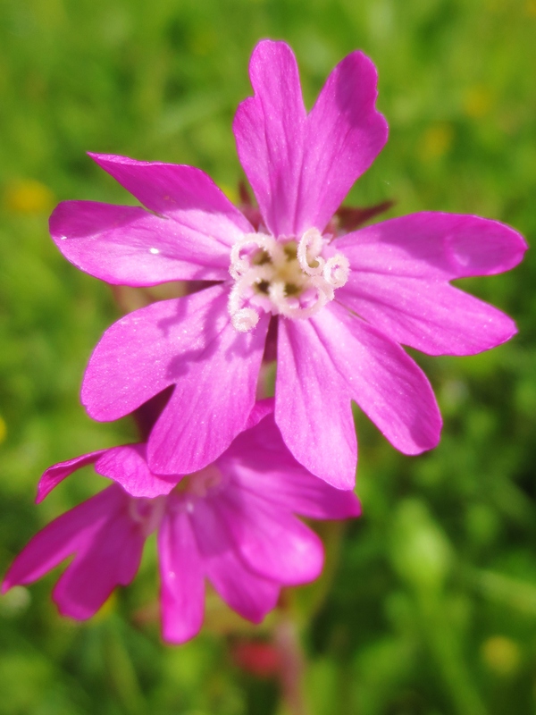 Blüte am Waldrand