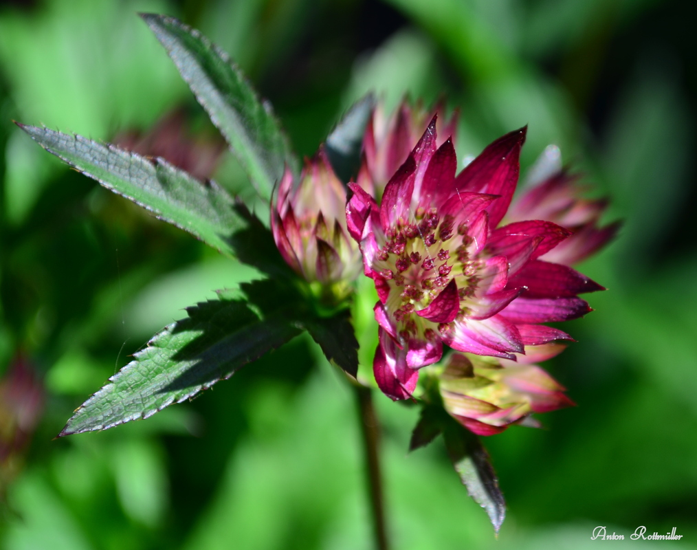 Rote Sterndolde die zweite!