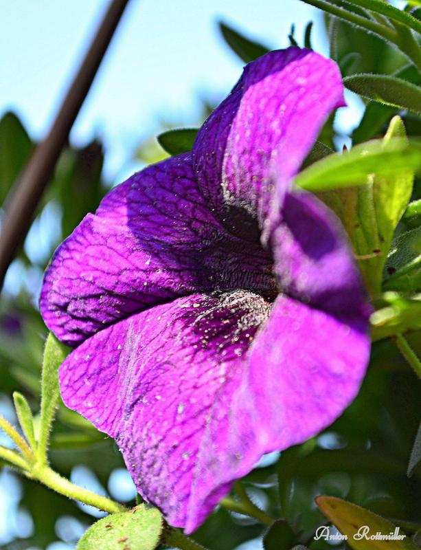 Petunie Million-Bells