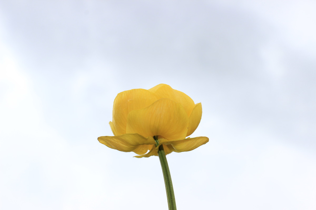 Sumpfdotterblume dem himmel entgegen