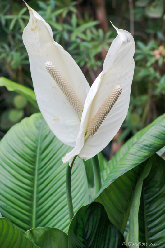 Pflanzen aus dem Gondwanaland