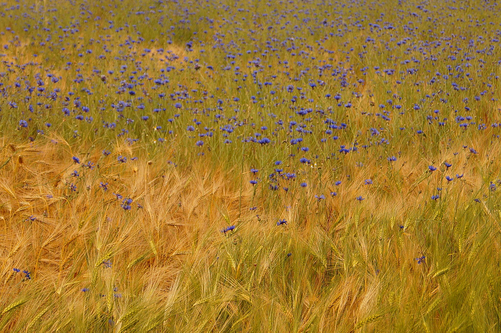 Kornblumen im Feld