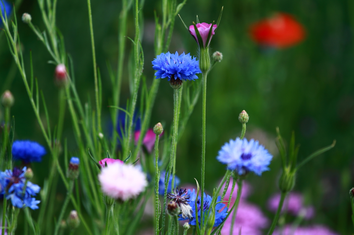Wilde  Blumenwiese  !!