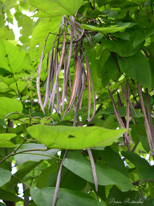 Leere Fruchtstände des Trompetenbaumes!