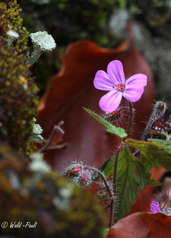 Storchschnabel trifft Becherflechte