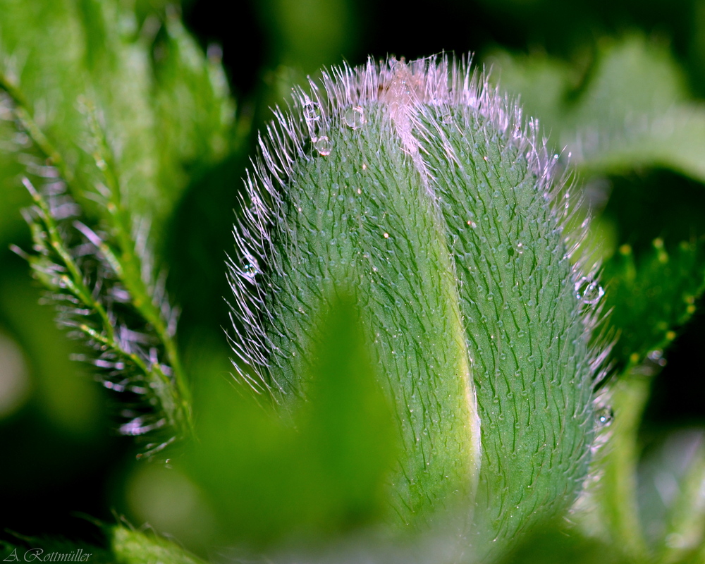 Mohn-Knospe!