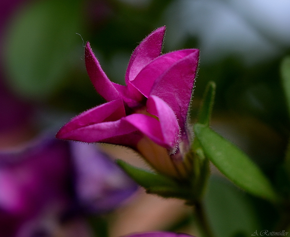 Mini Petunie am Aufblühen!