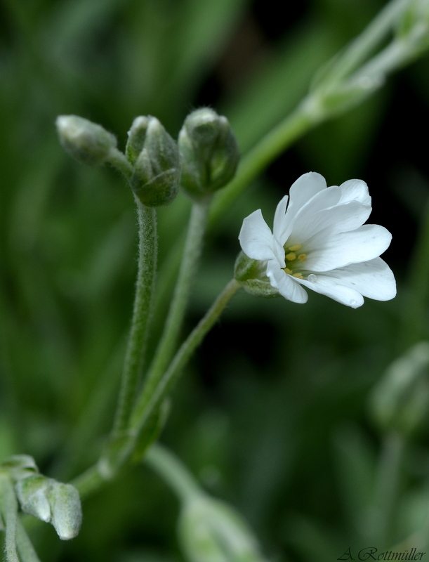 Steingarten-Pflanze!