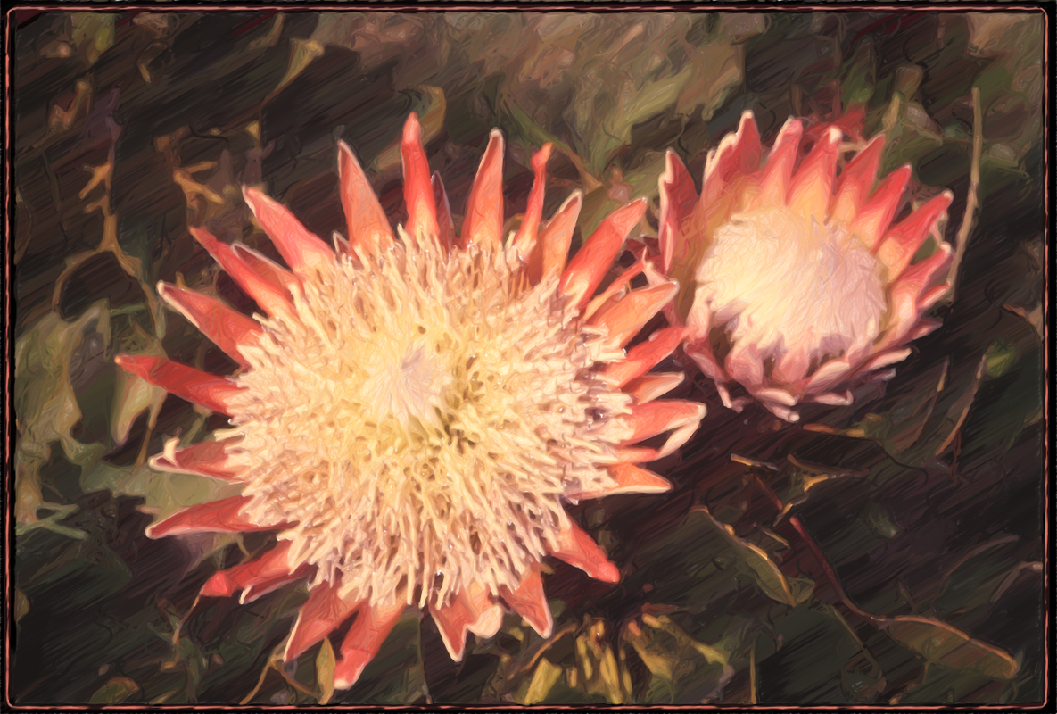 Protea offen