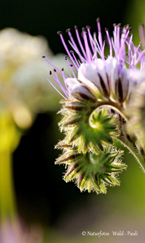 Nochmal den Bienenfreund aus dem Wildblumenfeld