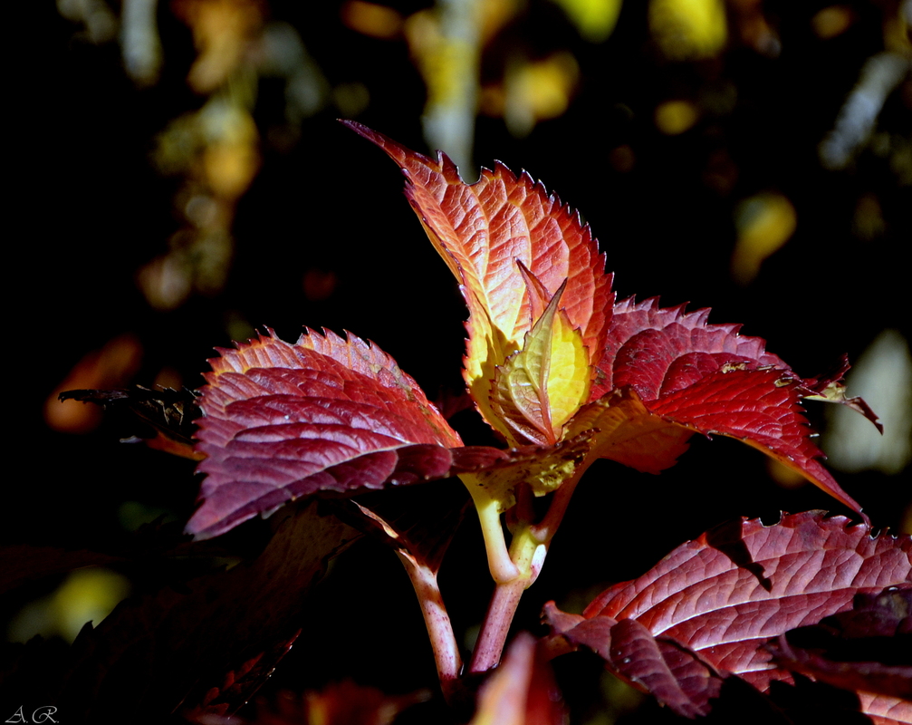 Hortensienblätter Herbstfarben!