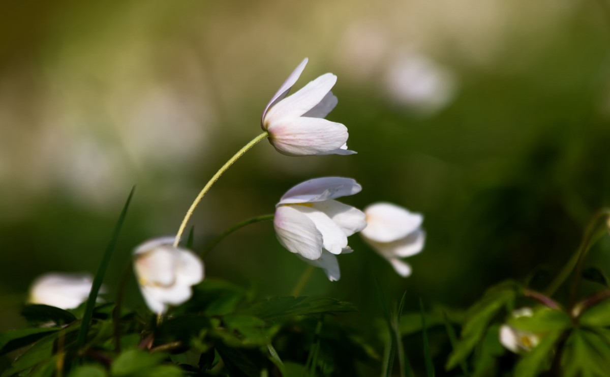 Frühling