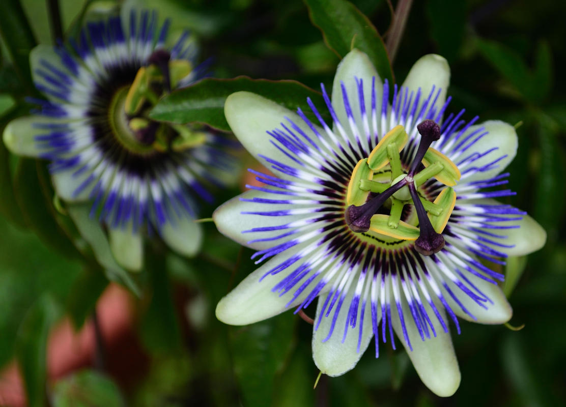 Passionsblume