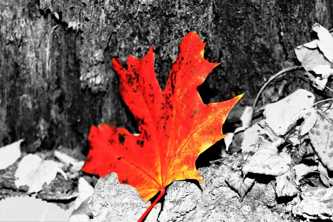 Herbstblatt