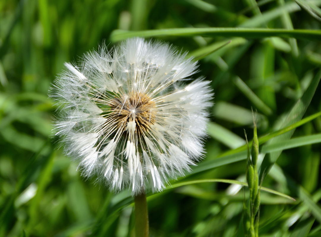 Pusteblume