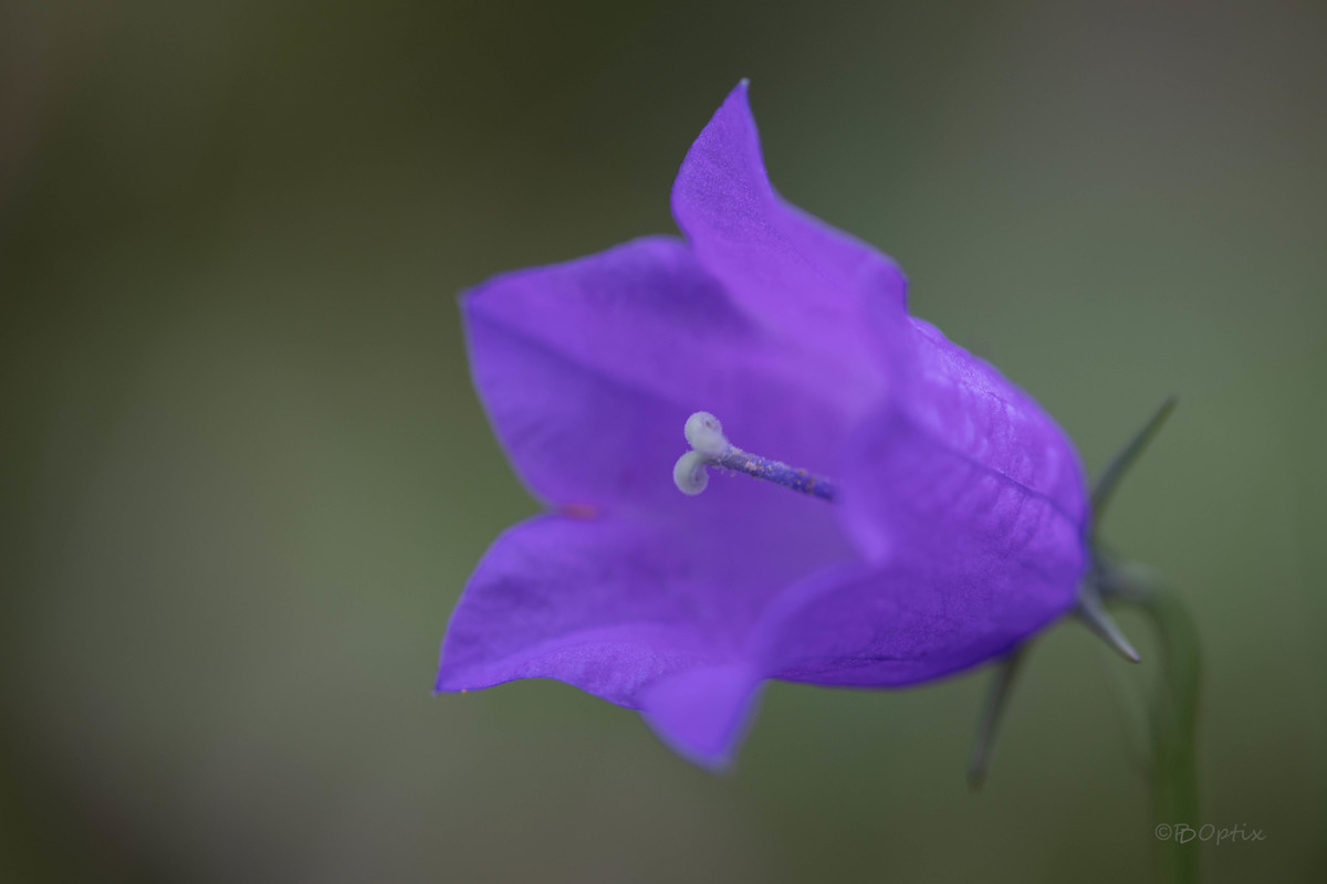 Glockenblume