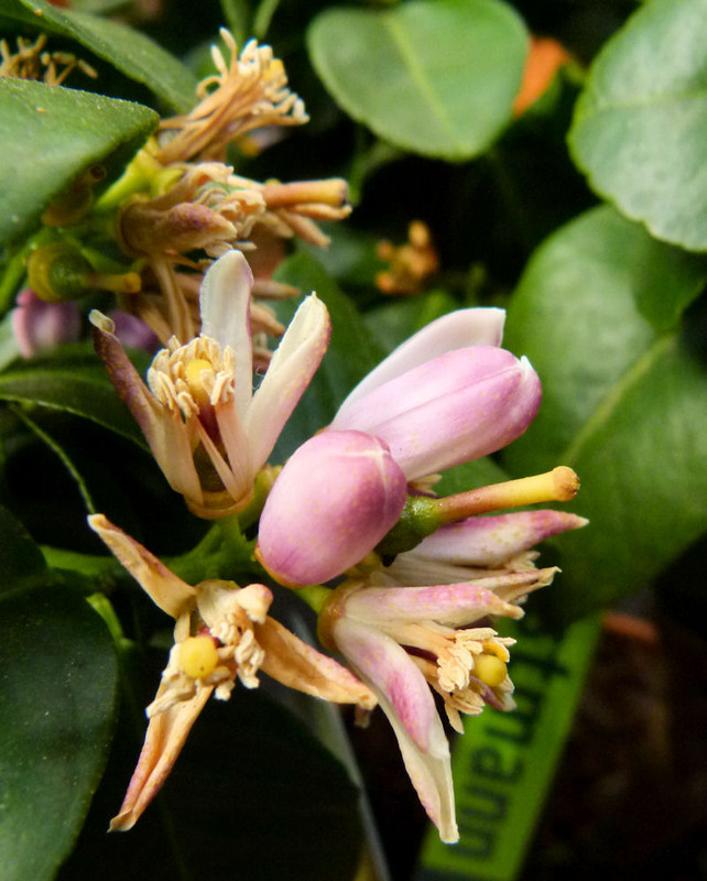 Orangenblüte (unbearbeitet)