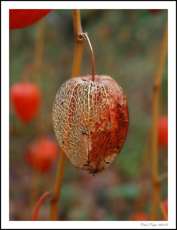 vergänglichkeit der schönheit
