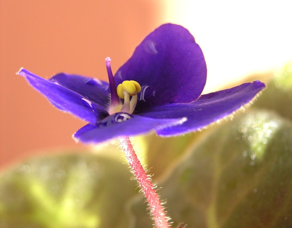 kleine Blüte....