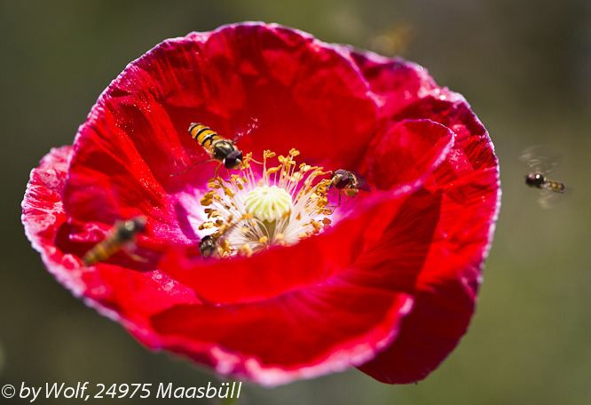 Süchtigmacher für Schwebfliegen...Mohn