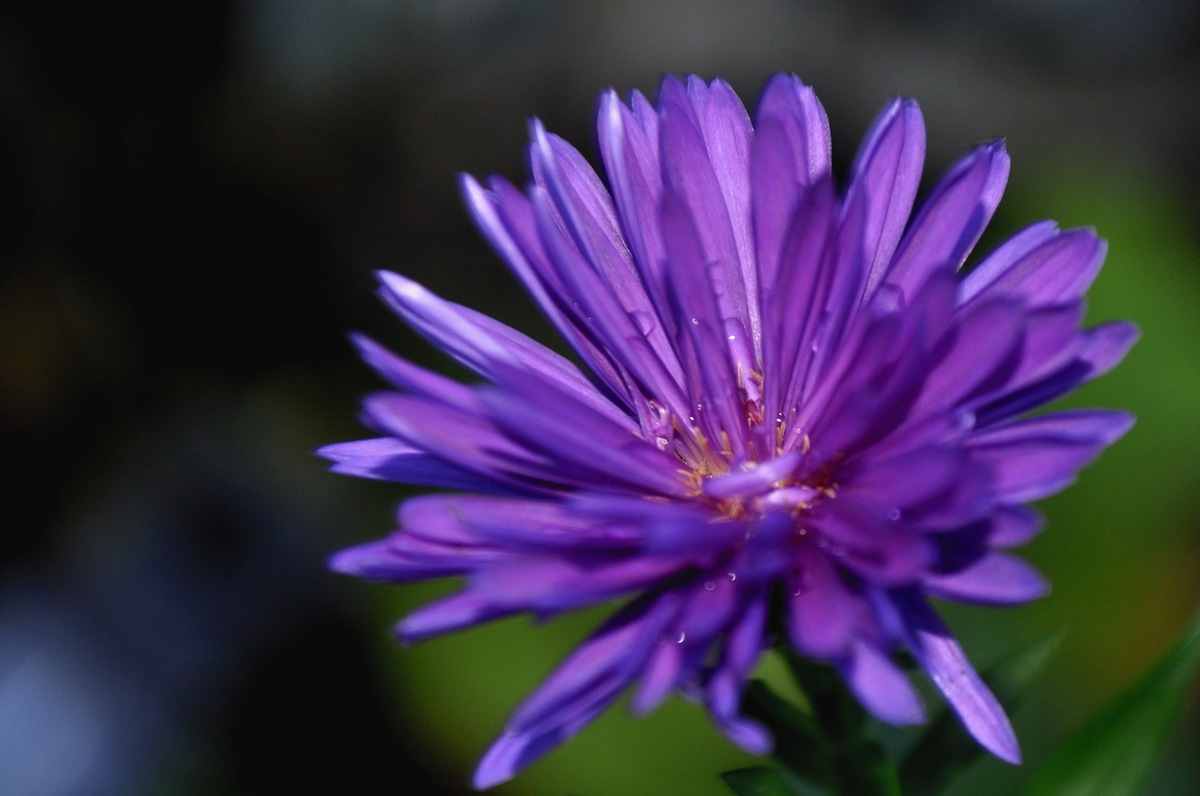 Blaue Aster