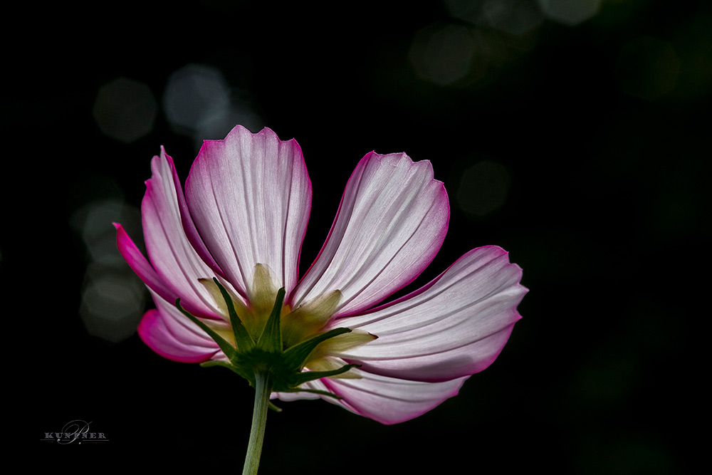 Blüte im gegenlicht
