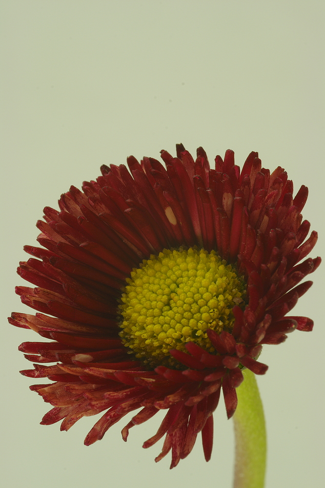 Korbblütler (Asteraceae)