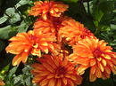 Fotos_Dahlien