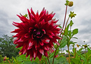 Fotos_Dahlien