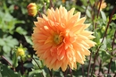 Fotos_Dahlien
