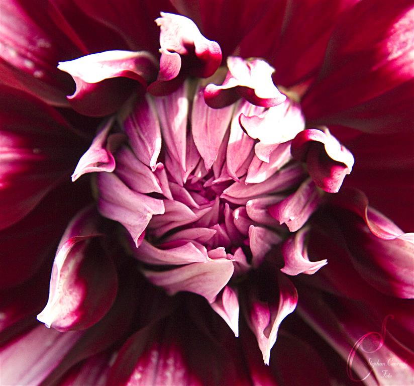 Blüte