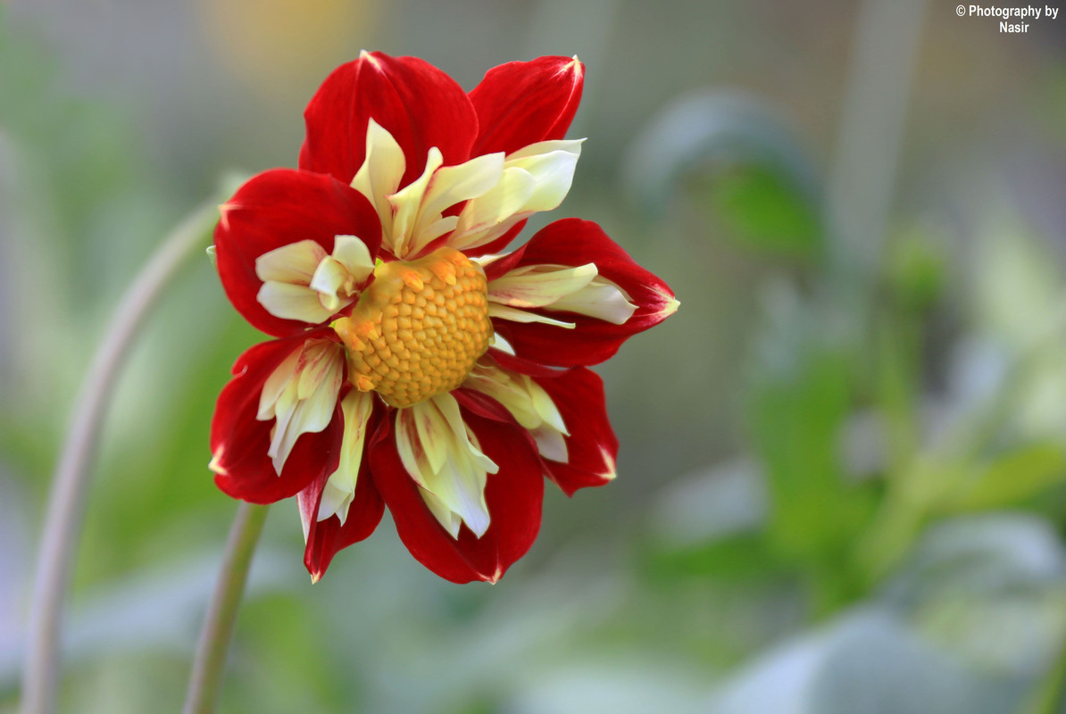 beauty of the colours