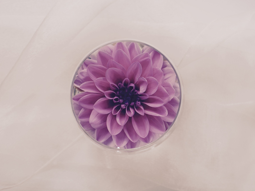 Dahlienblüte im Glas