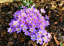 Krokusse