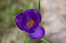 Fotos_Krokusse