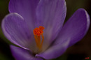 Fotos_Krokusse