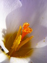 Krokussblüte