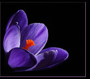 Fotos_Krokusse