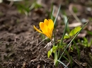 Fotos_Krokusse