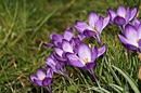 Fotos_Krokusse
