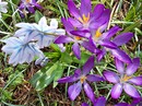 Fotos_Krokusse