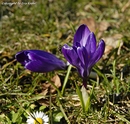 Fotos_Krokusse