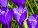 Fotos_Krokusse
